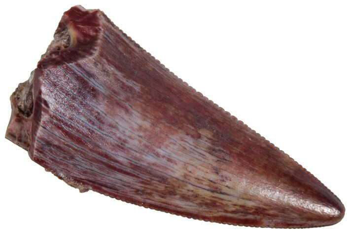 Serrated Triassic Reptile (Postosuchus?) Tooth - Texas #315778